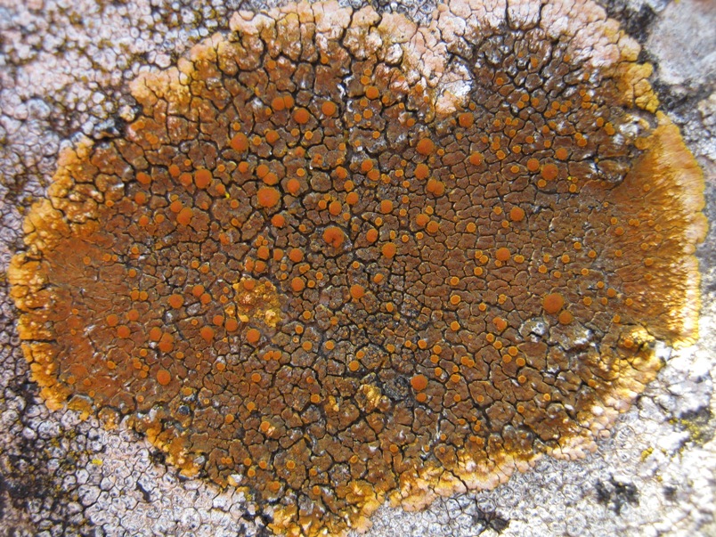 Caloplaca: Variet�